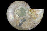 Agatized Ammonite Fossil (Half) - Madagascar #111503-1